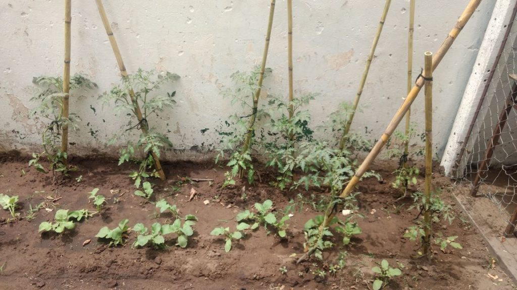 Huerta en la Escuela 7